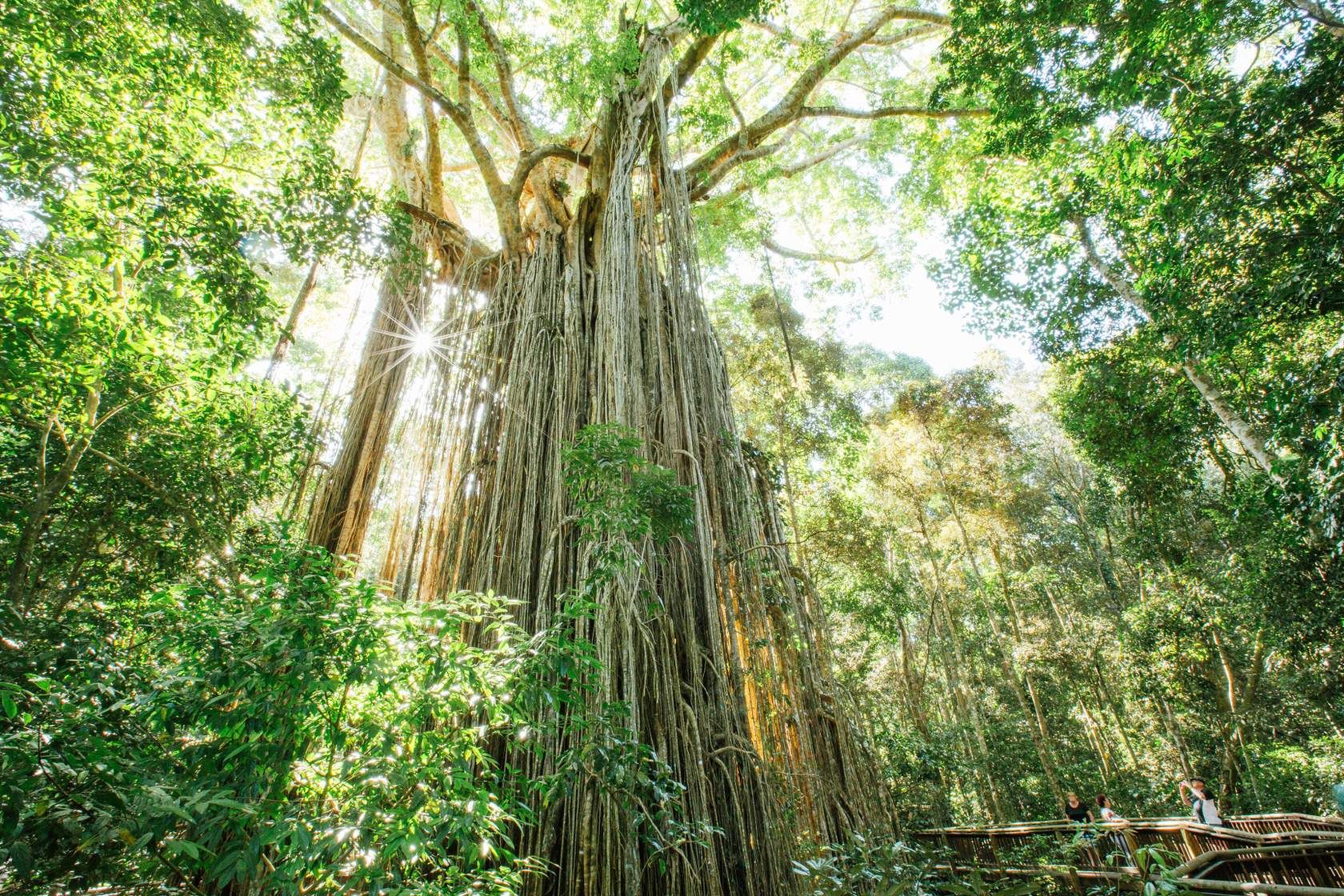 Curtain Fig 窗帘榕树