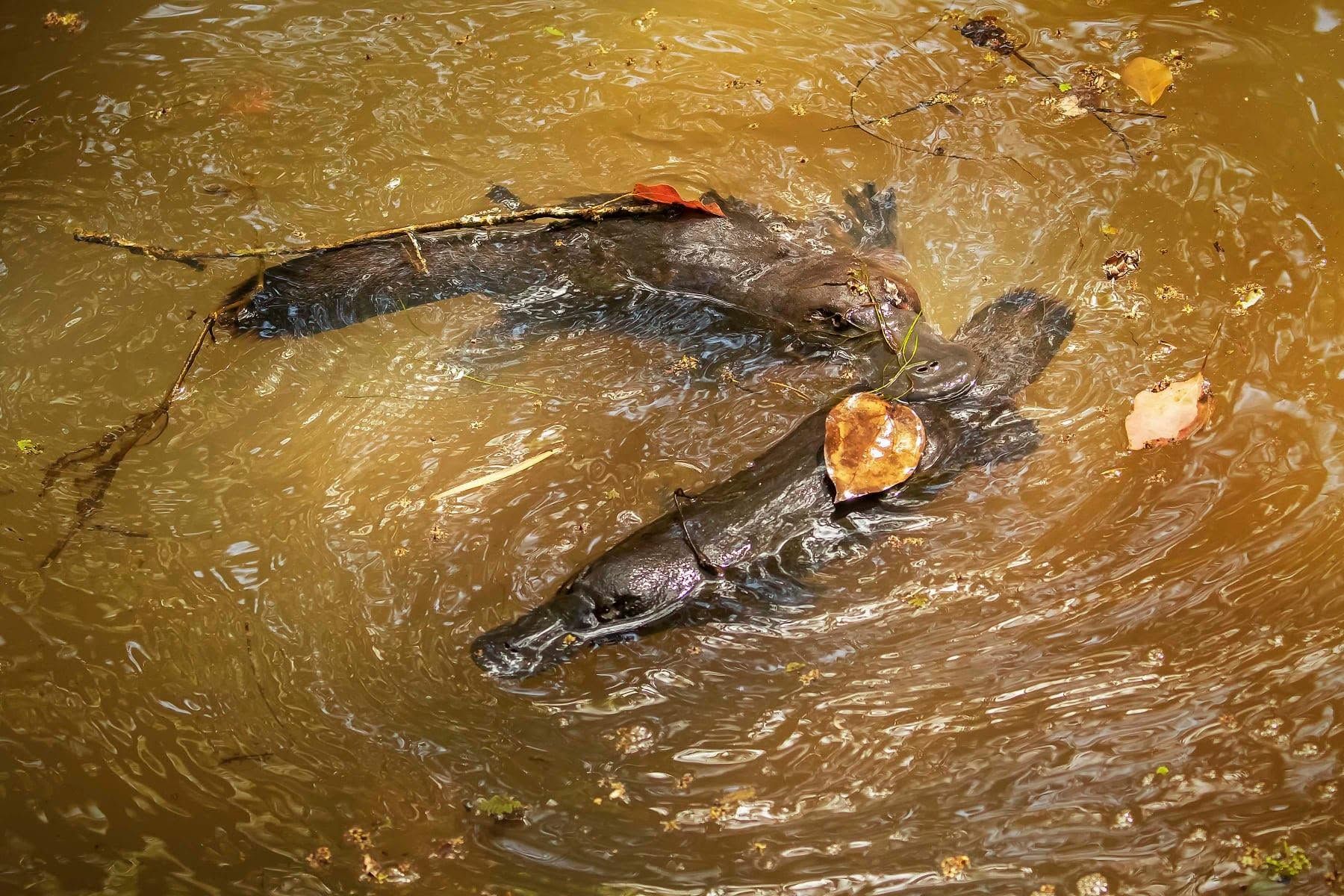 Platypus Creek 寻找鸭嘴兽